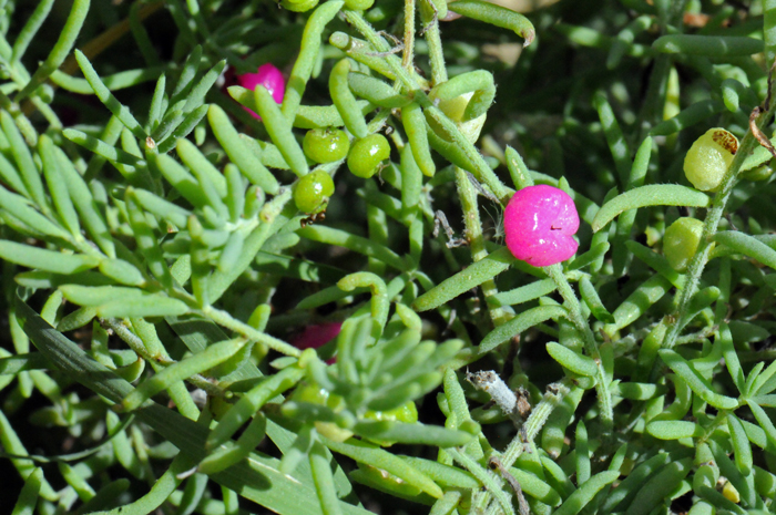 Ruby-Saltbush blooms from May to September in Australian and likely so in AZ and CA. The fruits bloom in early to late fall. Enchylaena tomentosa